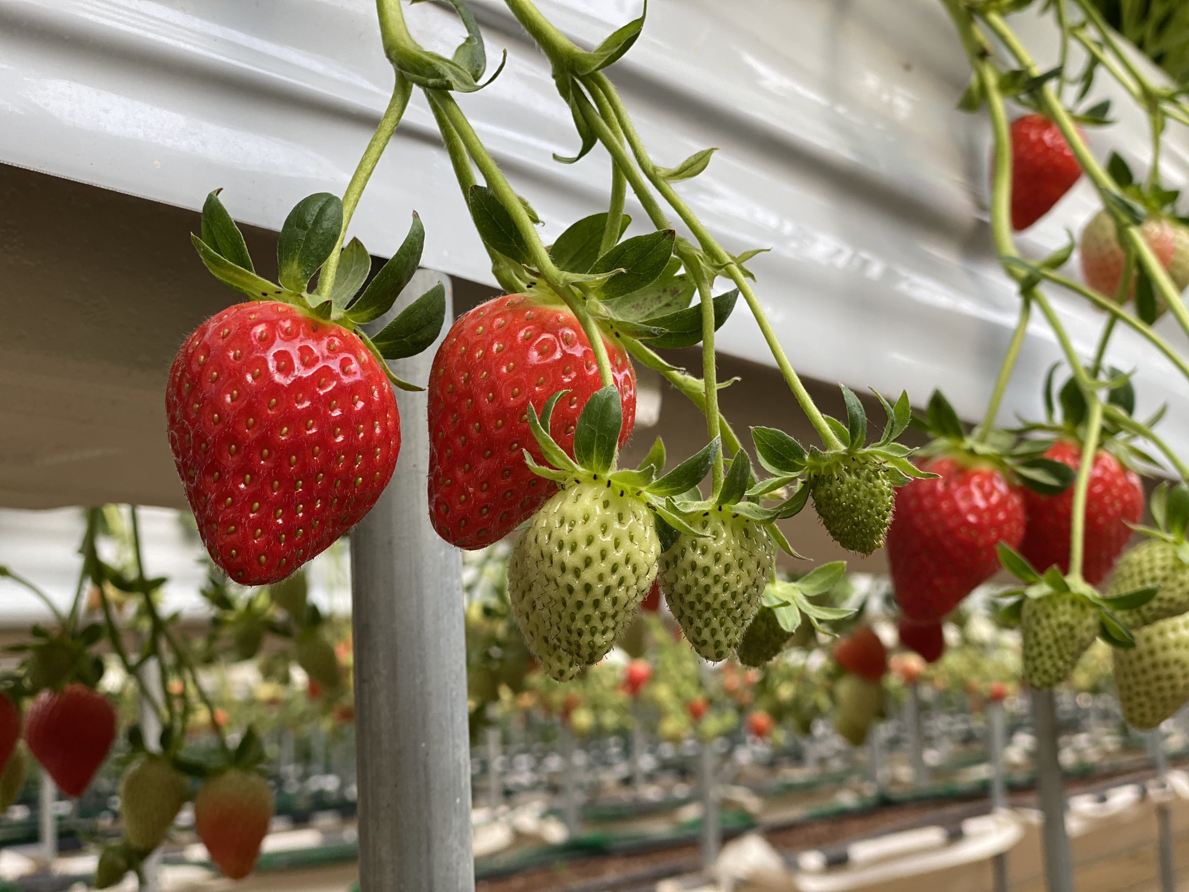 아침이슬딸기농원