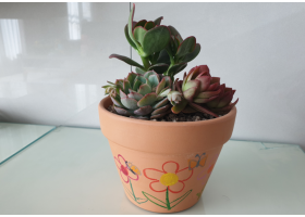 다육심기체험(소)