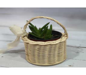 라탄 다육이 바구니 만들기