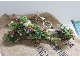 [현장체험] 다육심기체험