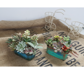 [현장체험] 다육아트공예 체험