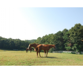 [현장체험] 렛츠런 팜